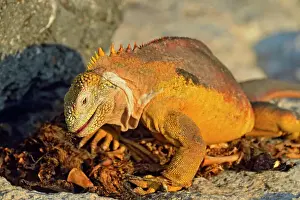Lizards Prints: Galapagos land iguana (Conolophus subcristatus) Scavenging sea lion carcass
