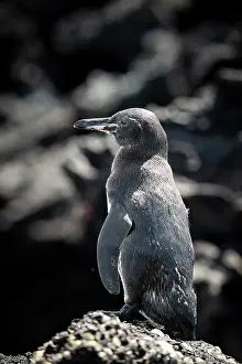 Ecuadorian Prints: Galapagos Penguin, Isla Bartholomé, Galapagos Islands, Ecuador
