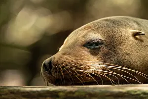 Ecuadorian Prints: Galapagos Sea Lion, Isla Isabela, Galapagos Islands, Ecuador