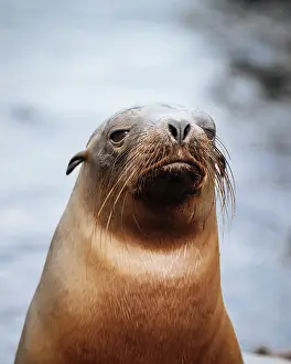 Ecuadorian Prints: Galapagos Sea Lion, Isla Isabela, Galapagos Islands, Ecuador