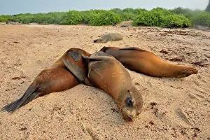 Loafing Prints: Galapagos sea lion (Zalophus wollebaeki)