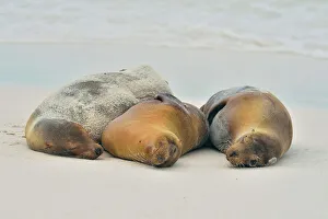 Loafing Prints: Galapagos sea lion (Zalophus wollebaeki)
