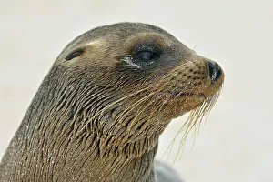 Loafing Prints: Galapagos sea lion (Zalophus wollebaeki)