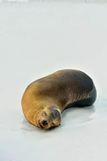 Loafing Prints: Galapagos sea lion (Zalophus wollebaeki)