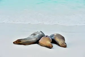Environmental Prints: Galapagos sea lion (Zalophus wollebaeki)