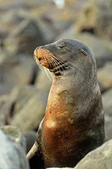 Loafing Prints: Galapagos sea lion (Zalophus wollebaeki)