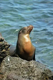 Loafing Prints: Galapagos sea lion (Zalophus wollebaeki) Along the waterfront