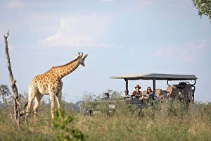 Okavango Delta Collection: Gamedrive with Giraffe, Okavango Delta, Botswana