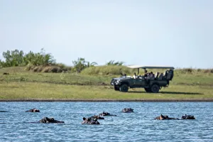 Guide Prints: Gamedrive with Hippo, Okavango Delta, Botswana