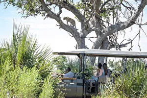 Guide Prints: Gamedrive with Leopard, Okavango Delta, Botswana