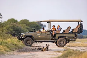 Guide Prints: Gamedrive with Wild Dog, Okavango Delta, Botswana