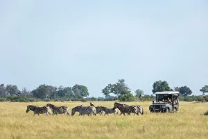 Equus Quagga Prints: Gamedrive with Zebra, Okavango Delta, Botswana