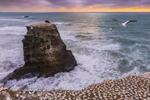 Gannet Colony on a a sea stack at sunset with the sun setting in the ocean on the West Gannet Colony on a a sea stack at sunset with the sun setting in the ocean on the West