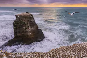 Iconic Landscape Prints: Gannet Colony on a a sea stack at sunset with the sun setting in the ocean on the West