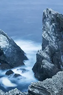Gannet (Morus bassanus), Hermaness Shetland Islands in Scotland
