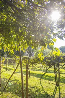 Gardens of the Bauer Palladio hotel, Guidecca, Venice, Itlay