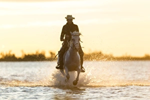 Horses Prints: Gardian, cowboy & horseman of the Camargue, Camargue, France