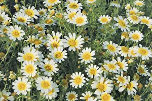 Subtropics Prints: Garland chrysanthemum - Greece, Crete, Lasithi, Makrigiaios
