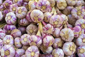 Farmers Market Prints: Garlic bulbs for sale at weekly farmers market on Place de la Liberté
