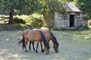 Alto Minho Prints: The Garrano is an Iberian horse, specific to the Peneda Geres National Park. Portugal