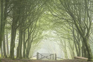 Gate Gallery: Gateway in deciduous woodland, Bellever Forest, Dartmoor, Devon, England