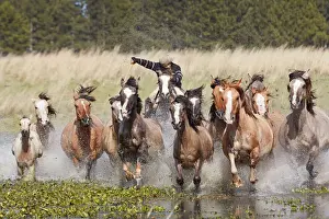 Gaucho Prints: A gaucho drives a group of horses through a lagoon of the Estancia Buena Vista, Esquina