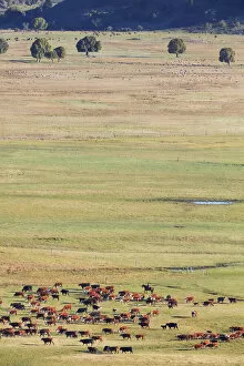 A gaucho moves a herd of cows through the laguna Terraplen valley, Trevelin, Chubut, Patagonia, Argentina