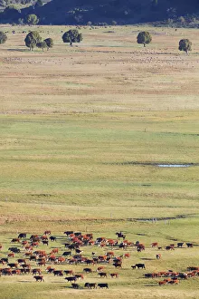 Images Dated 20th January 2022: A gaucho moves a herd of cows through the laguna Terraplen valley, Trevelin, Chubut, Patagonia