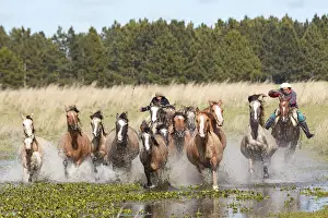 Gaucho Prints: Two gauchos drive a group of horses through a lagoon of the Estancia Buena Vista, Esquina