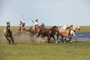 Images Dated 10th January 2022: Two gauchos drive a herd of horses through a lagoon of the Estancia Buena Vista, Esquina