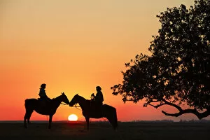 Gauchos on horseback at sunset near a giant rubber tree, Estancia Buena Vista, Esquina, Corrientes, Argentina