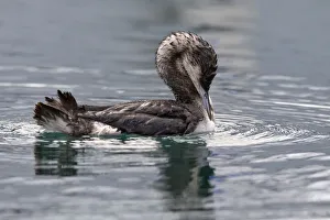 Animalia Prints: Gavia arctica on the harbour, Savona province, Liguria district, Italy, Europe