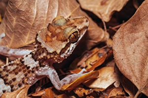 Madagascar Prints: Gecko camouflaged among fallen leaves. Madagascar, Africa. Kirindy forest