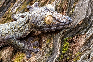 Madagascar Prints: Gecko camouflaged on a log. Madagascar, Africa