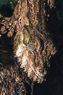 Madagascar Prints: Gecko camouflaged on tree. Madagascar, Africa