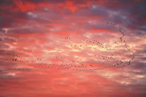 Flight Prints: Geese flying at sunset Lepine, Saskatchewan, Canada
