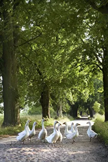 Goose Prints: Geese, Lancken-Granitz, Rugen Island, Mecklenburg-Western Pomerania, Germany