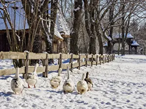 Lublin Voivodeship Prints: Geese walking by the wooden fence, Lublin Open Air Museum, winter, Lublin Voivodeship