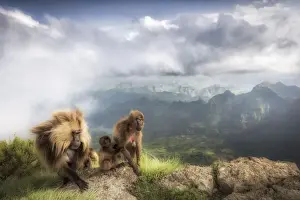 African Alps Prints: Gelada baboon family in Simien Mountains National Park, Northern Ethiopia