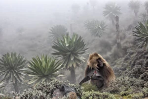 African Alps Gallery: Gelada baboon and giant lobelia in Simien Mountains National Park, Northern Ethiopia
