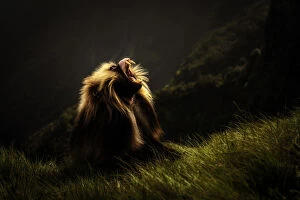 Rift Valley Collection: Gelada baboon silhouette in Simien Mountains National Park, Northern Ethiopia