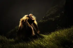African Alps Prints: Gelada baboon silhouette in Simien Mountains National Park, Northern Ethiopia