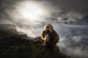 Gelada baboon in Simien Mountains National Park, Northern Ethiopia