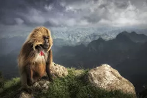 African Wildlife Gallery: Gelada baboon in Simien Mountains National Park, Northern Ethiopia