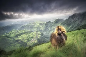 Gelada baboon in Simien Mountains National Park, Northern Ethiopia