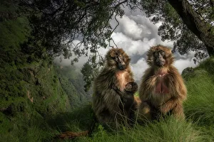 gelada (Theropithecus gelada), sometimes called the bleeding-heart monkey or the gelada baboon in the Simien Mountains National Park, Ethiopia