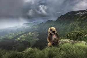 gelada (Theropithecus gelada), sometimes called the bleeding-heart monkey or the gelada baboon in the Simien Mountains National Park, Ethiopia