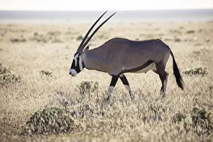Gemsbok (Oryx gazella), Etosha National Park, Etosha, Namibia