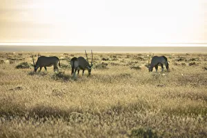 Oryx Prints: Gemsbok (Oryx gazella) grazing, Etosha National Park, Etosha, Namibia