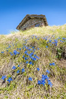 Valle D Aosta Prints: Gentians under a pasture, Becca d Aver, Verrayes, Aosta Valley, Italian alps, Italy